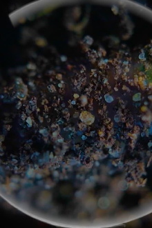 Sentient Beings Trailer