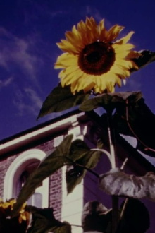Sentimental Journey Trailer