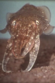 Sepia officinalis - Der Tintenfisch Trailer