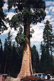 Sequoia & Kings Canyon National Parks Trailer