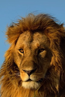 Serengeti Trailer