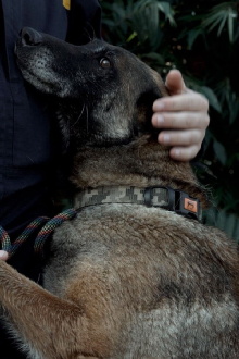Service dogs and their people Trailer