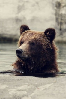 Seul au milieu des ours Trailer