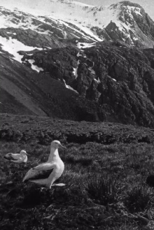 Shackleton South Georgia Birds Trailer