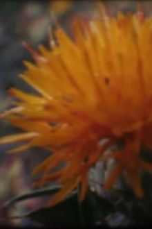 Shades of Safflower-dyed Celluloid Trailer