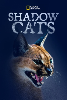 Shadow Cats Trailer