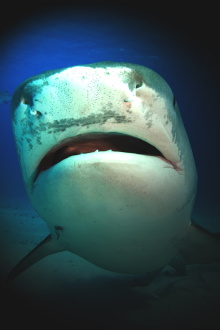 Shark Attack Experiment Live Trailer