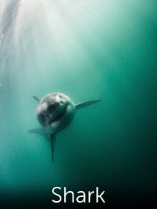 Shark: Beneath the Surface Trailer
