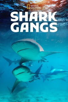 Shark Gangs Trailer
