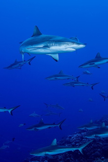 Shark Swarm Trailer