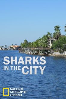 Sharks in the City: Bull Sharks in the Backyard Trailer
