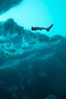 Sharks of the Icy North Trailer