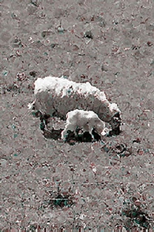 Sheep Trailer