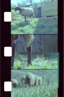 Sheep Reels 1-7 Trailer