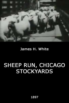 Sheep Run, Chicago Stockyards Trailer