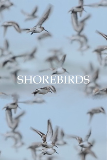 Shorebirds Trailer