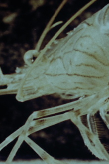 Shrimp Stories Trailer