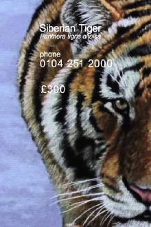 Siberian Tiger Trailer