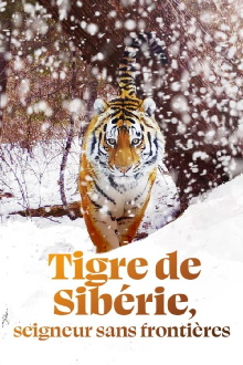 Siberian Tiger, The Secret Kingdom Trailer