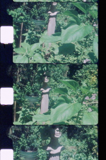 Silent Garden Trailer