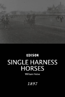 Single Harness Horses Trailer