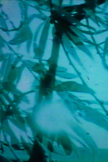 sisyphus Trailer