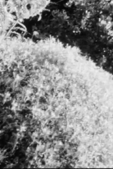 Sketch Film #5 Trailer