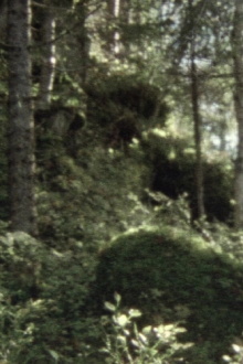 Skoglandskap Trailer