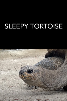Sleepy Tortoise Trailer