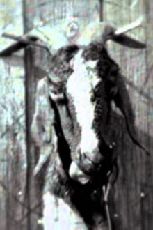 Slipknot: Goat Trailer