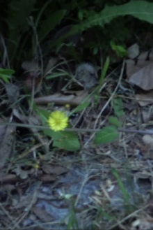 Small Flower Trailer