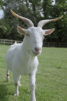 Smart as a Goat Trailer