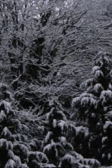 Snow Film Trailer