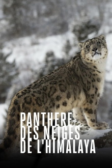 Snow Leopards and Friends Trailer