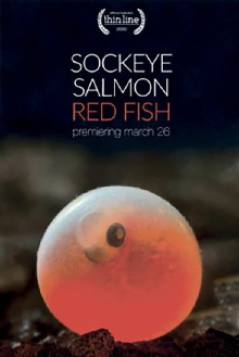 Sockeye Salmon. Red Fish Trailer