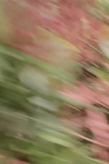 Soft Colours Trailer