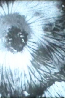Solarization Trailer
