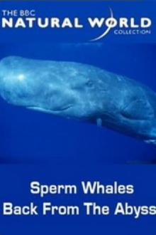 Sperm Whales: Back from the Abyss Trailer