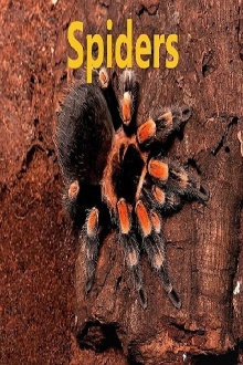 Spiders Trailer