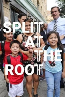 Split at the Root Trailer