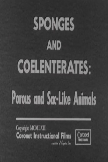 Sponges and Coelenterates: Porous and Sac-Like Animals Trailer