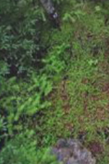 Spots of Memory: what I remembered during one month away after six years on Blast Hole Pond Road, Newfoundland 2008 Trailer