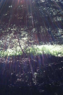 Spring Trailer