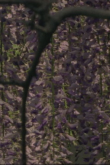 Spring Songs Trailer