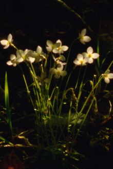 Spring Sunset Trailer