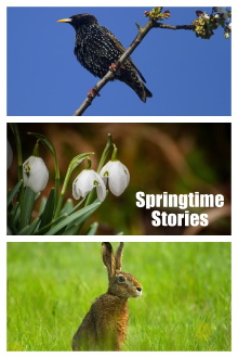 Springtime Stories Trailer