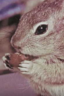 Squeak the Squirrel Trailer