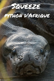 Squeeze: African Python Trailer