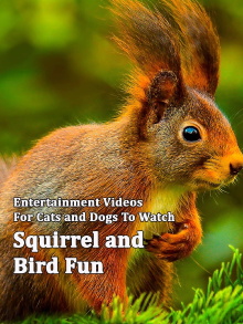 Squirrel and Bird Fun Trailer