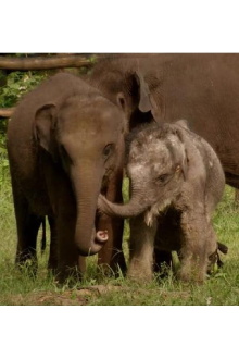 Sri Lanka: Elephant Island Trailer